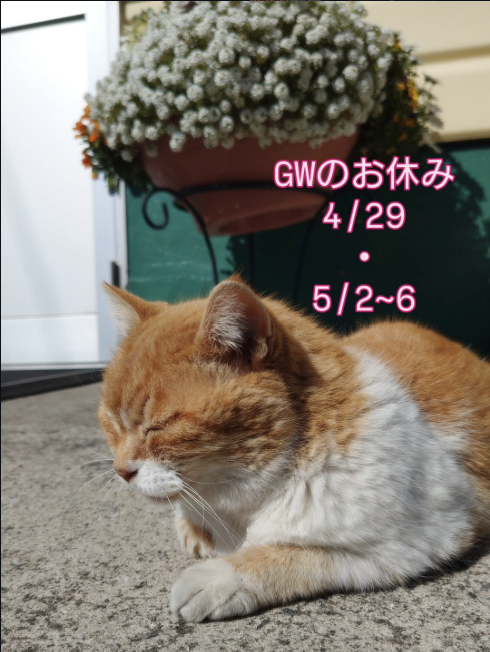 日向ぼっこをするシロちゃん（4/29、5/2-6休業）